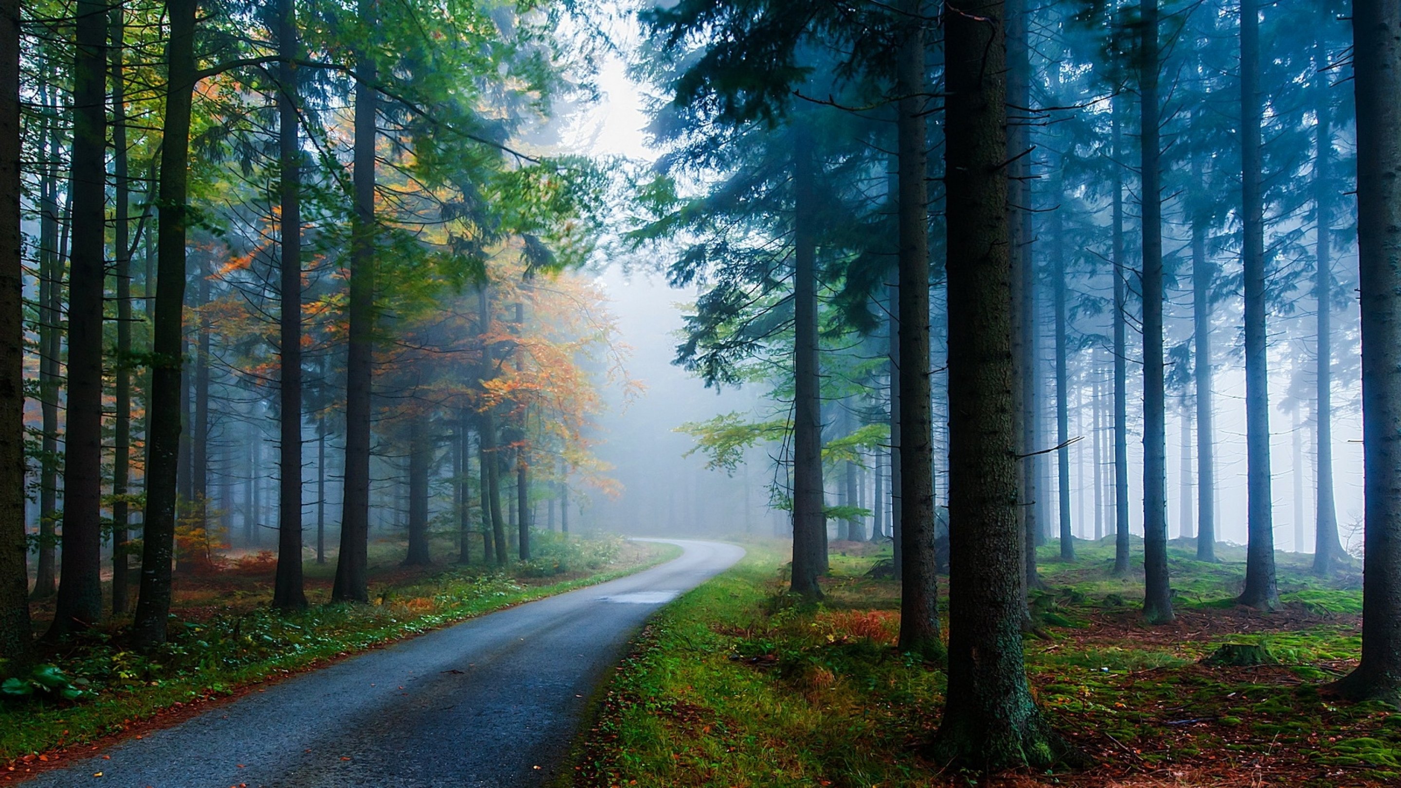 forest, Tree, Landscape, Nature, Autumn, Road Wallpaper