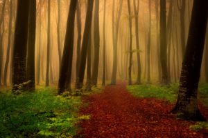 forest, Tree, Landscape, Nature, Autumn, Trail, Path
