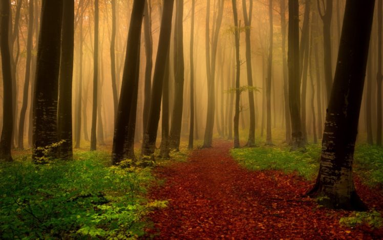 forest, Tree, Landscape, Nature, Autumn, Trail, Path HD Wallpaper Desktop Background