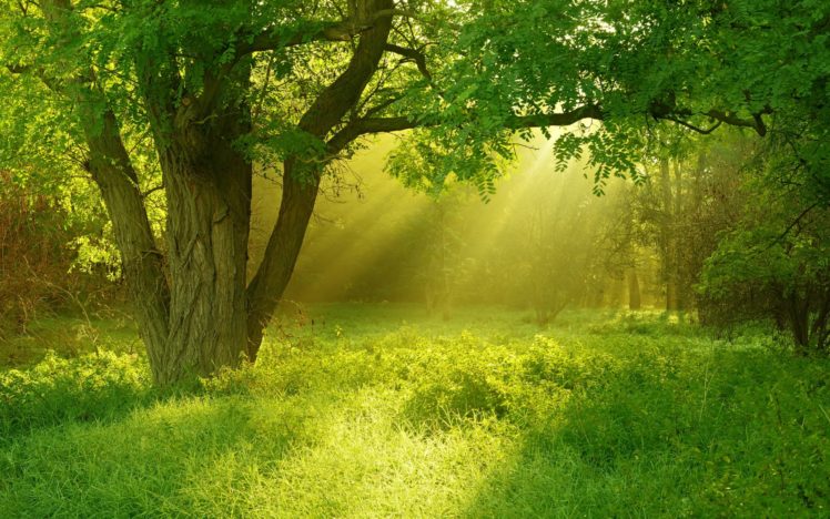 forest, Tree, Landscape, Nature HD Wallpaper Desktop Background