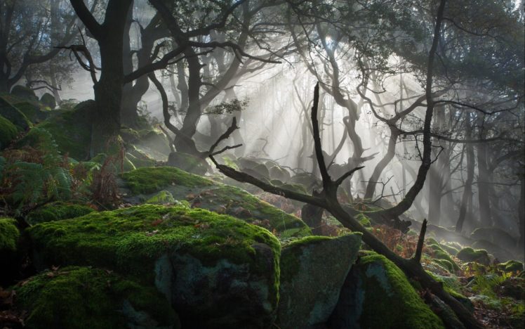 forest, Tree, Landscape, Nature, Moss, Fog HD Wallpaper Desktop Background