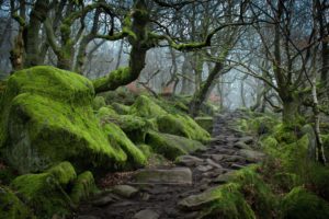 forest, Tree, Landscape, Nature, Moss