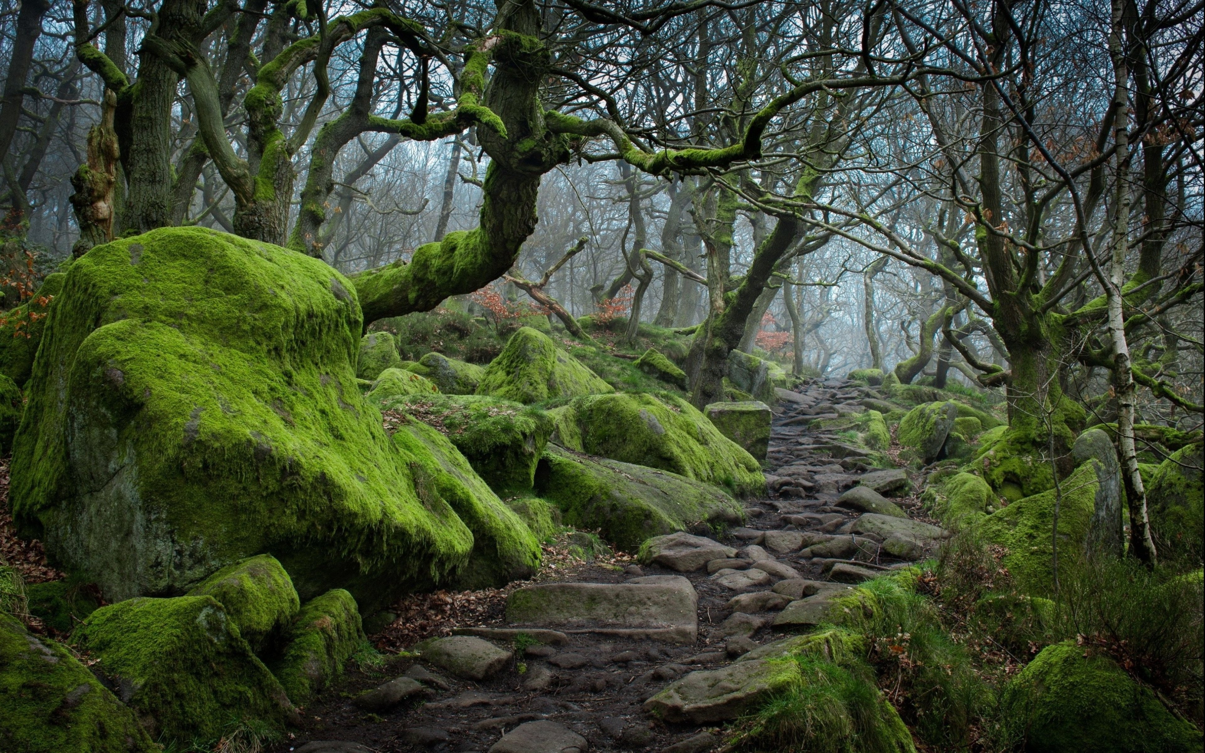 forest, Tree, Landscape, Nature, Moss Wallpaper
