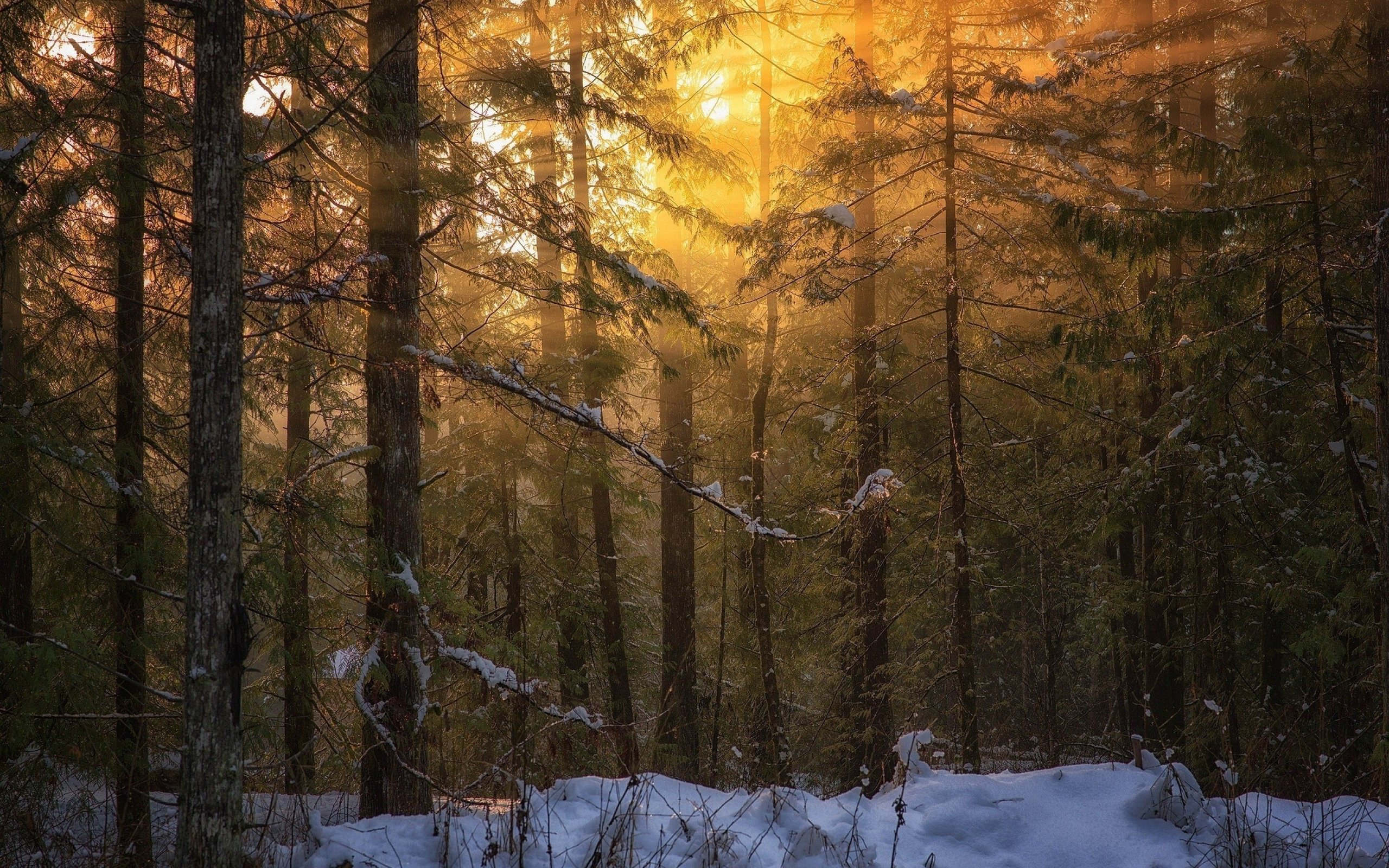 forest, Tree, Landscape, Nature, Winter Wallpaper