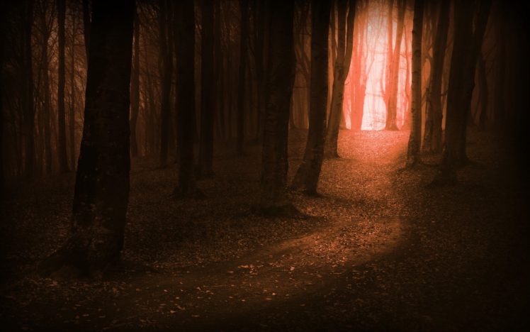 forest, Tree, Landscape, Nature, Autumn, Path, Trail HD Wallpaper Desktop Background