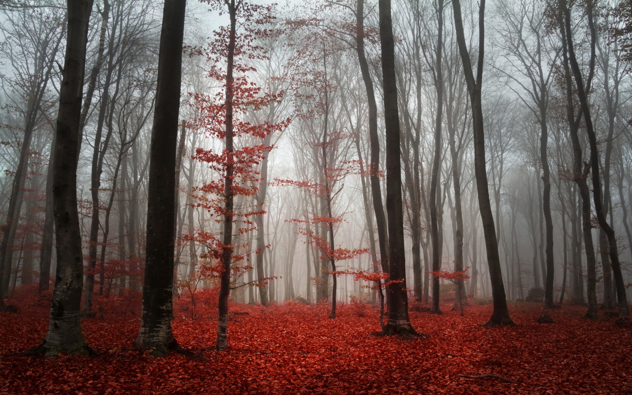 forest, Tree, Landscape, Nature, Autumn Wallpaper