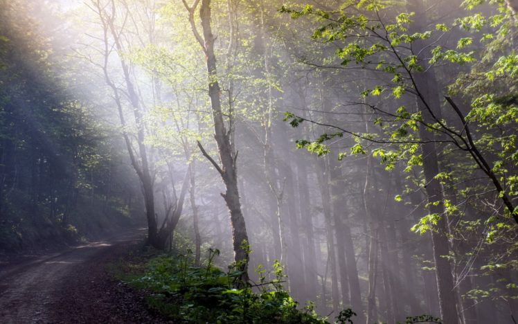 forest, Tree, Landscape, Nature, Autumn, Path, Fog HD Wallpaper Desktop Background