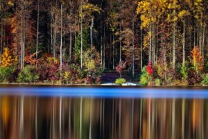 forest, Tree, Landscape, Nature, Autumn, Reflection, Lake