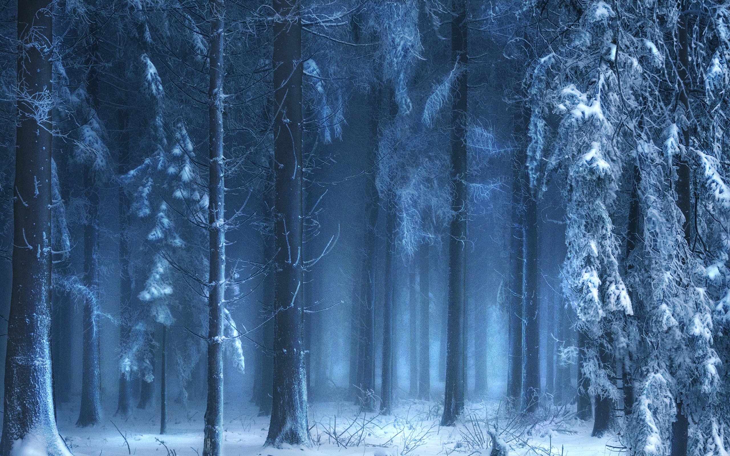 forest, Tree, Landscape, Nature, Winter Wallpaper