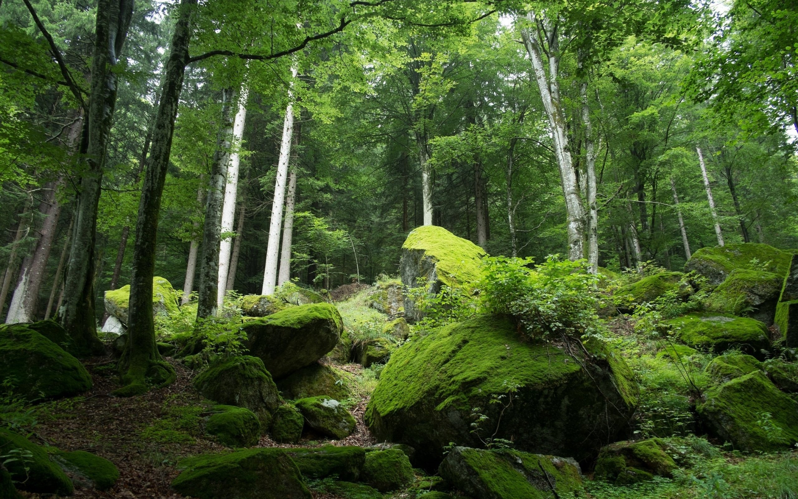 forest, Tree, Landscape, Nature, Moss Wallpaper