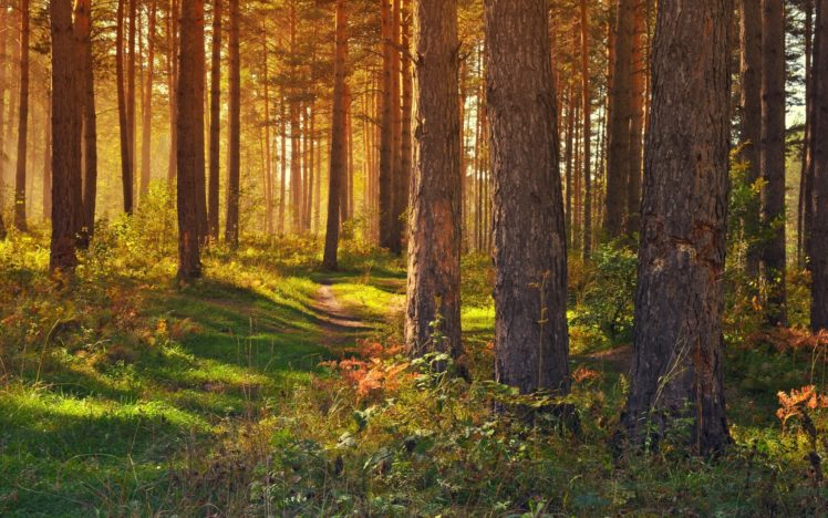 forest, Tree, Landscape, Nature, Path HD Wallpaper Desktop Background
