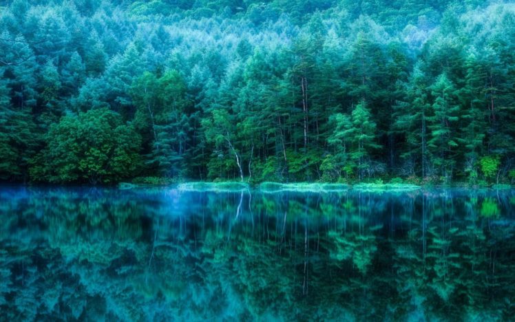 forest, Tree, Landscape, Nature, Lake, Fog, Reflection, Mirror HD Wallpaper Desktop Background
