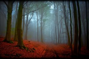 forest, Tree, Landscape, Nature, Autumn, Path, Fog