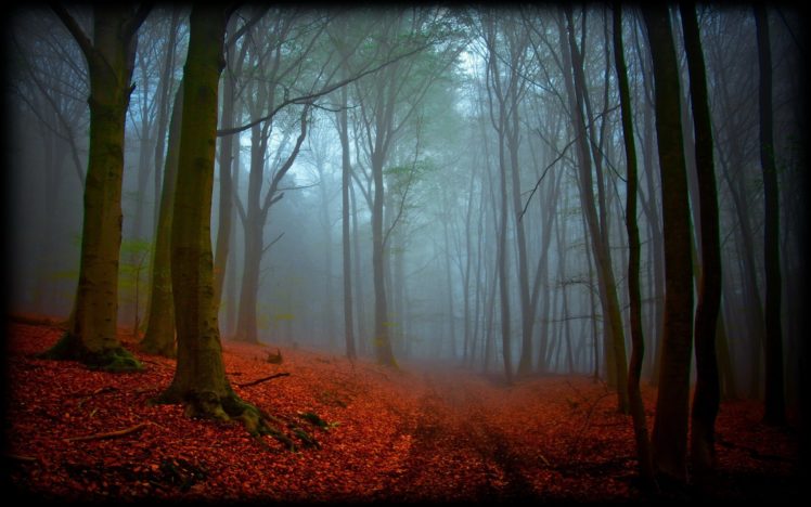 forest, Tree, Landscape, Nature, Autumn, Path, Fog HD Wallpaper Desktop Background