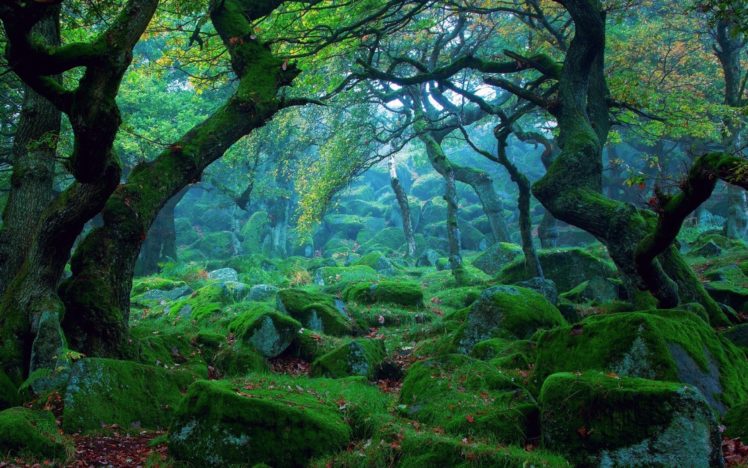 forest, Tree, Landscape, Nature, Grass, Moss HD Wallpaper Desktop Background