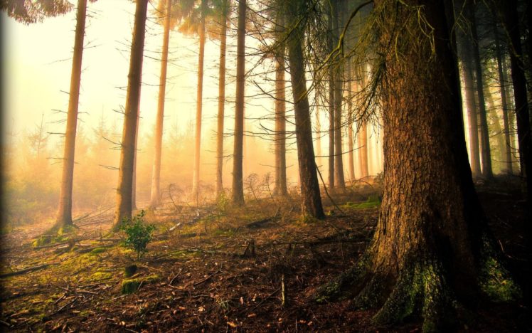 forest, Tree, Landscape, Nature, Fog HD Wallpaper Desktop Background