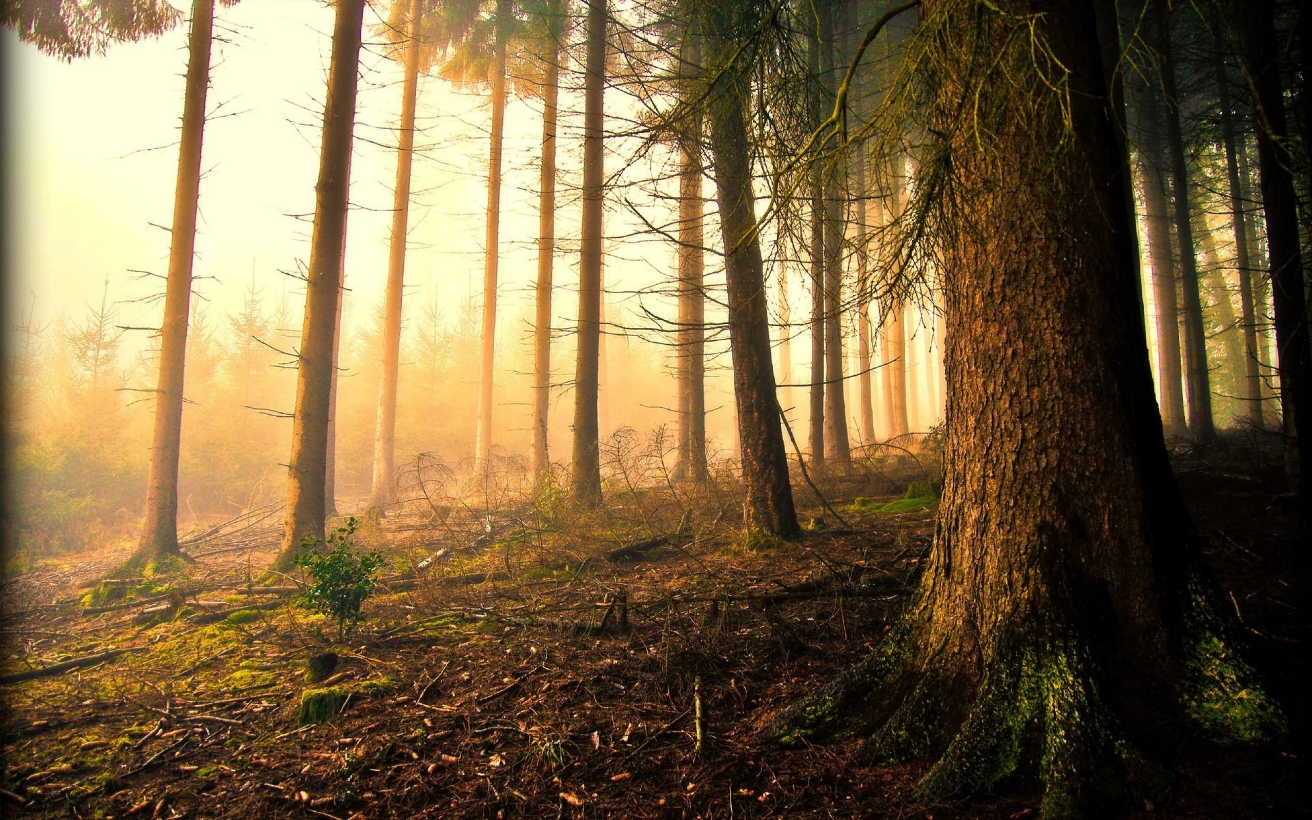 forest, Tree, Landscape, Nature, Fog Wallpaper