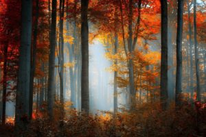 forest, Tree, Landscape, Nature, Autumn, Fog