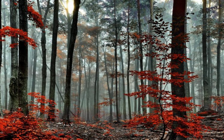 forest, Tree, Landscape, Nature, Autumn HD Wallpaper Desktop Background