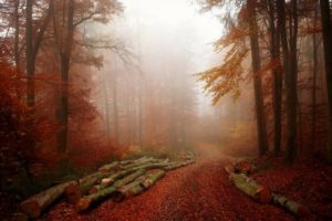 forest, Tree, Landscape, Nature, Autumn, Path, Fog, Road