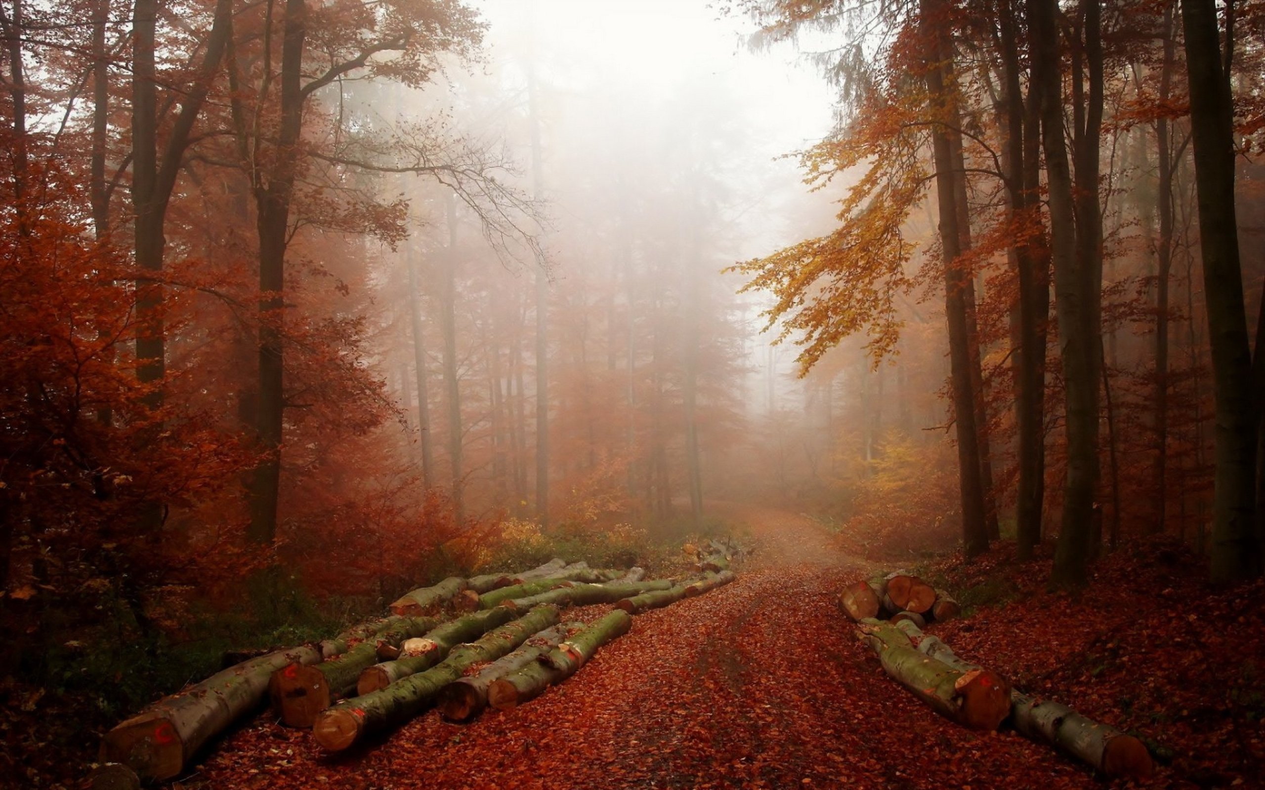 forest, Tree, Landscape, Nature, Autumn, Path, Fog, Road Wallpapers HD