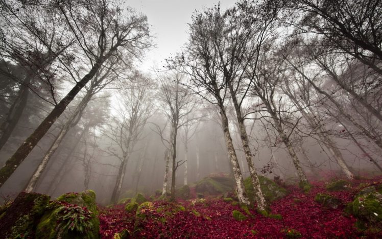 forest, Tree, Landscape, Nature, Autumn, Fog HD Wallpaper Desktop Background