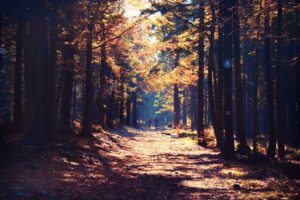 forest, Tree, Landscape, Nature, Autumn, Path
