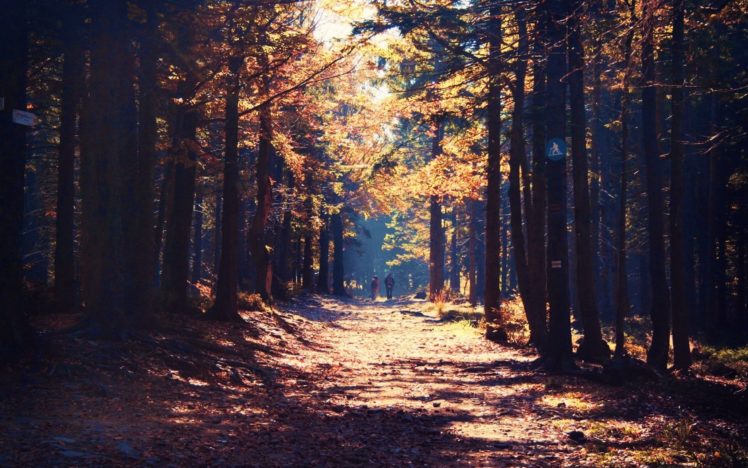 forest, Tree, Landscape, Nature, Autumn, Path HD Wallpaper Desktop Background