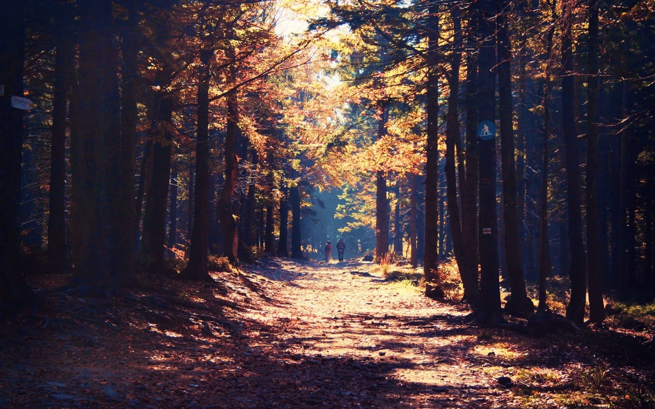forest, Tree, Landscape, Nature, Autumn, Path Wallpaper