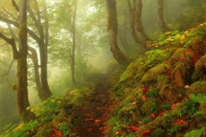 forest, Tree, Landscape, Nature, Fog, Path