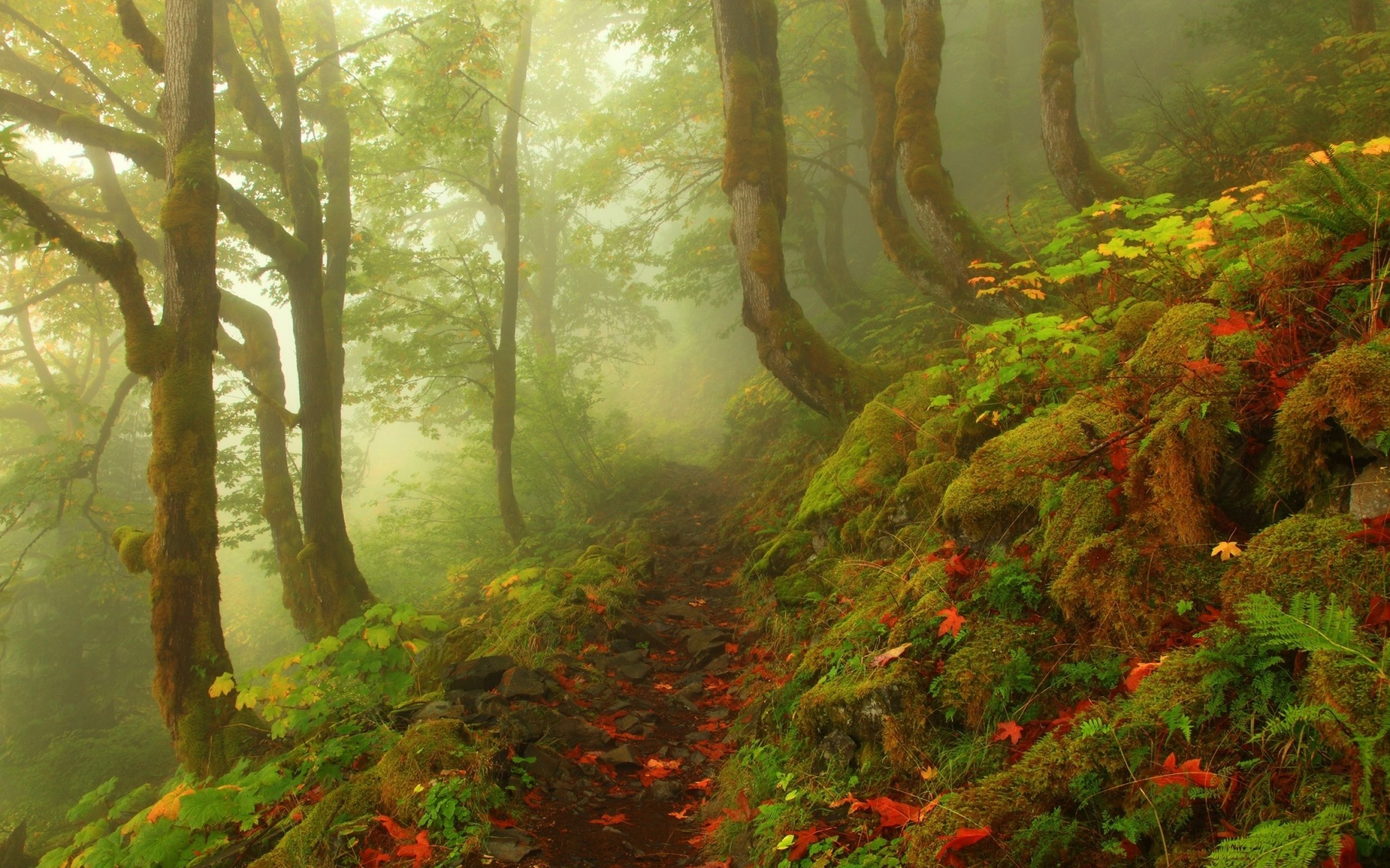 forest, Tree, Landscape, Nature, Fog, Path Wallpaper
