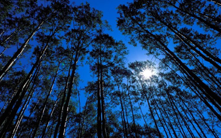 forest, Tree, Landscape, Night, Moon HD Wallpaper Desktop Background