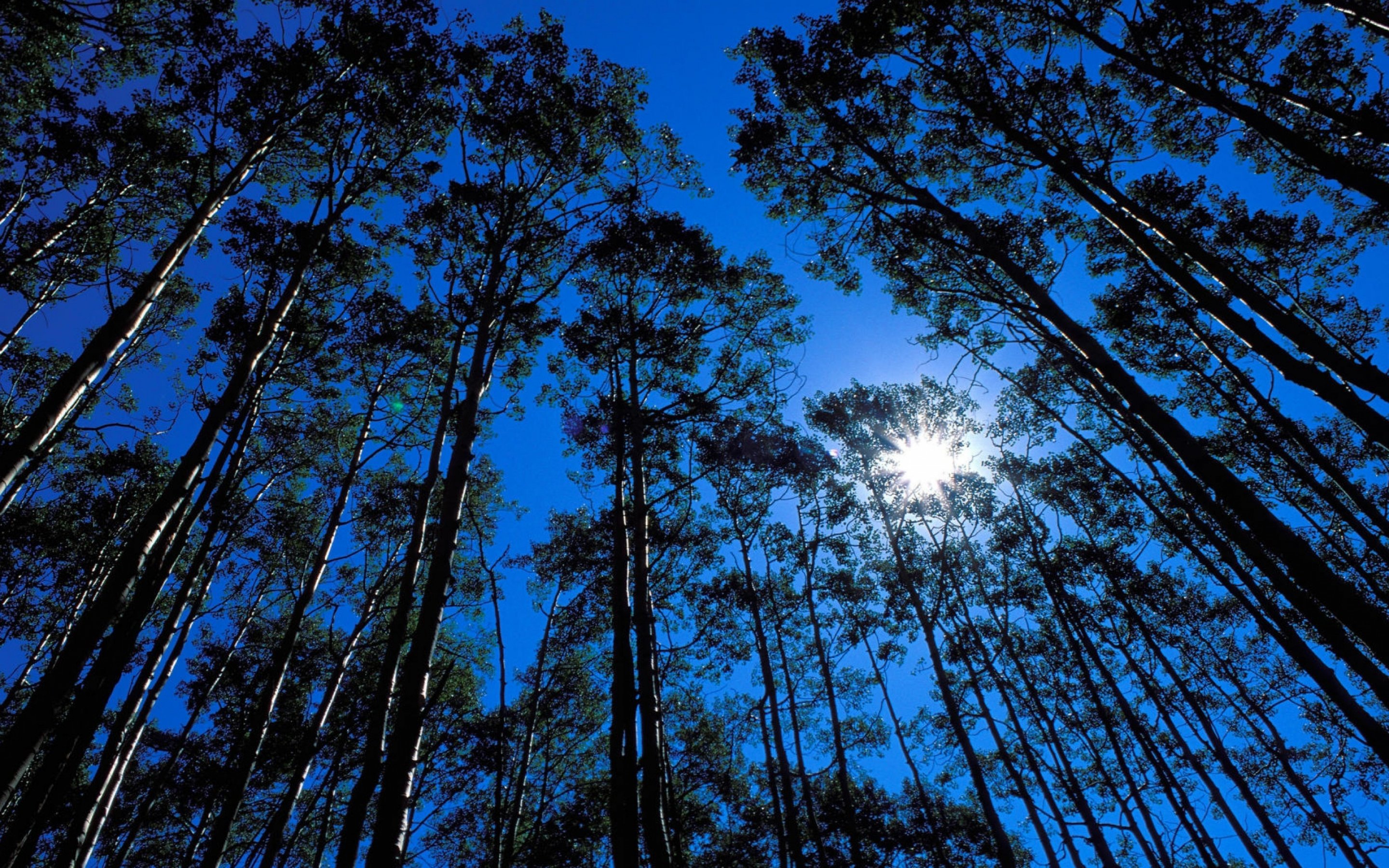 forest, Tree, Landscape, Night, Moon Wallpaper