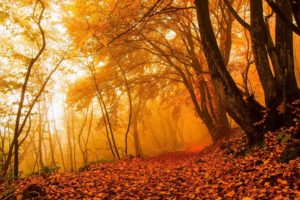 forest, Tree, Landscape, Nature, Autumn, Path