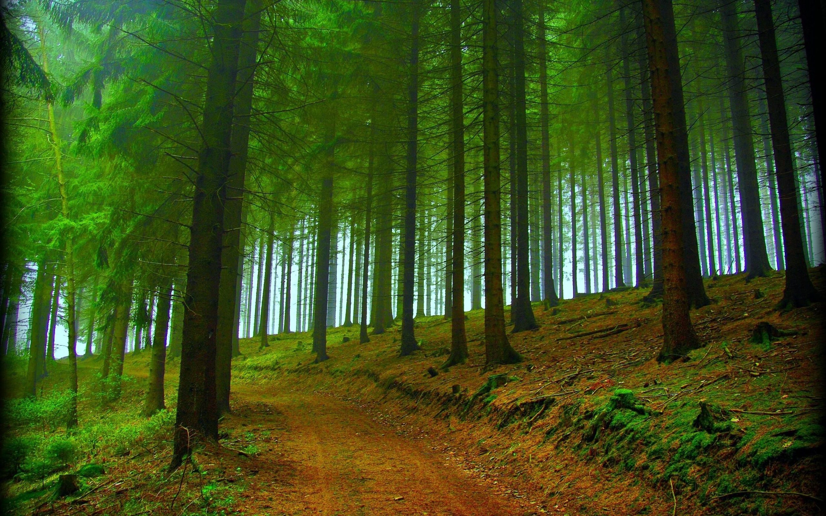 forest, Tree, Landscape, Nature, Path Wallpaper