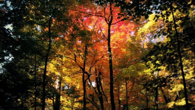 forest, Tree, Landscape, Nature, Autumn HD Wallpaper Desktop Background