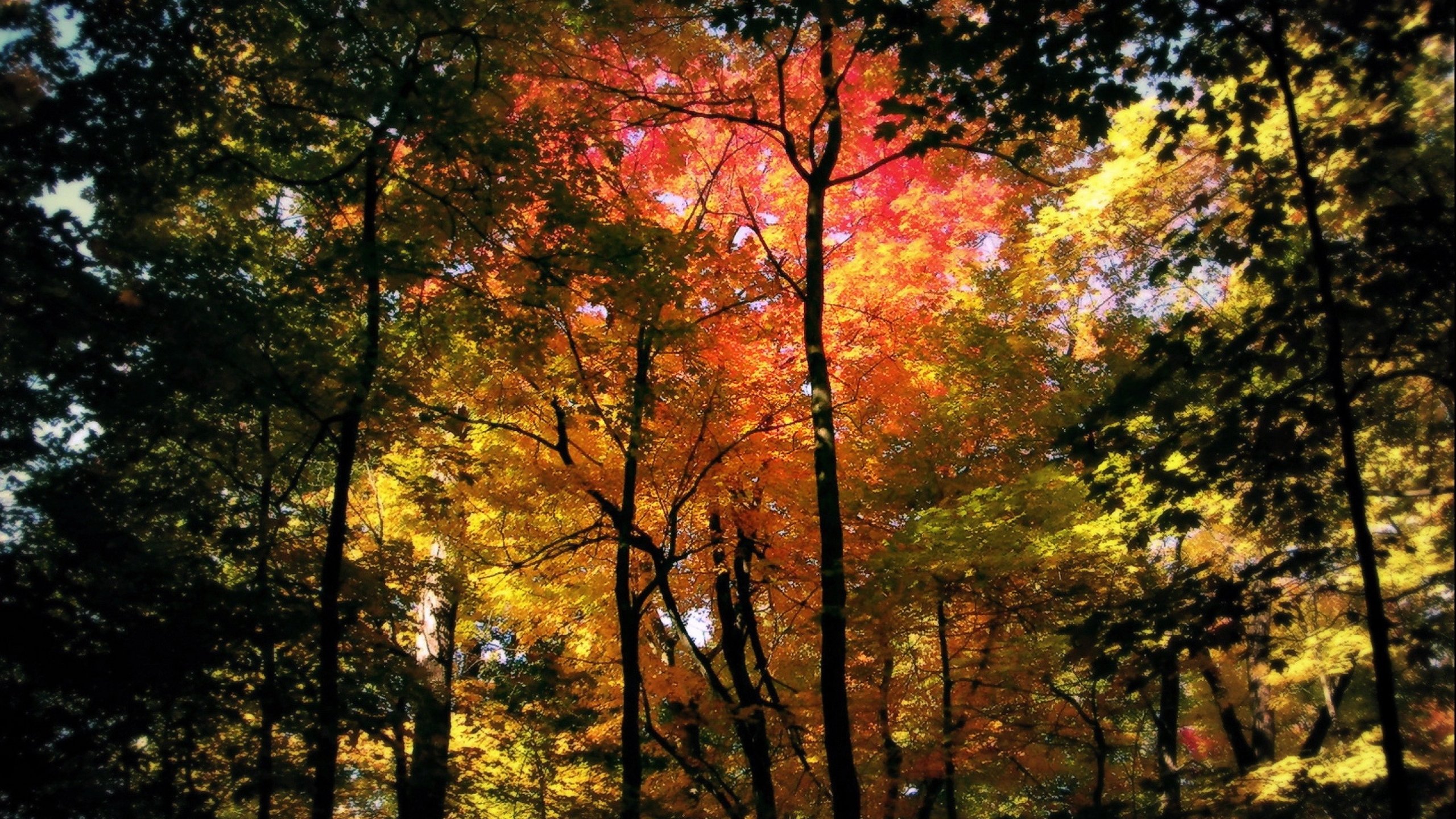 forest, Tree, Landscape, Nature, Autumn Wallpaper
