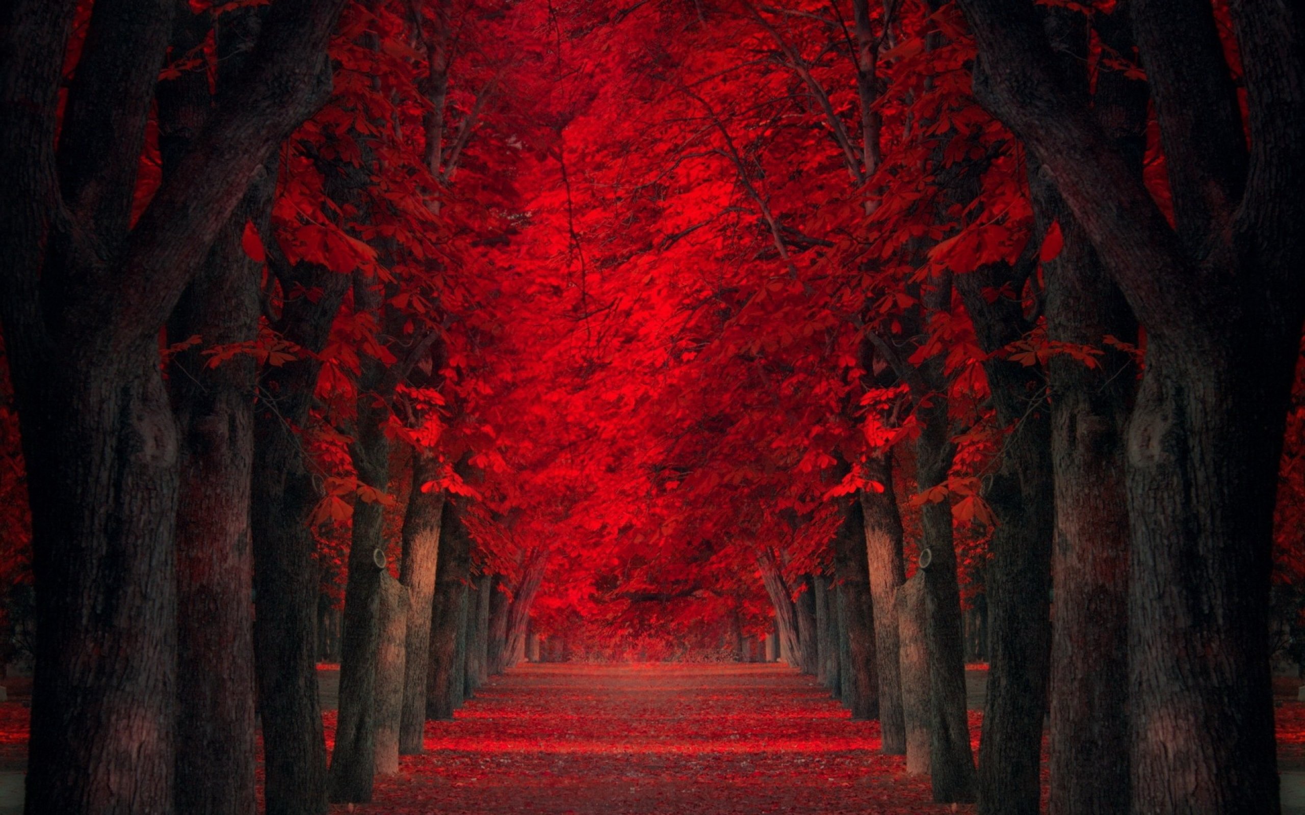 Красный необычный. Красное дерево. Красная осень. Красный лес. Красная природа.