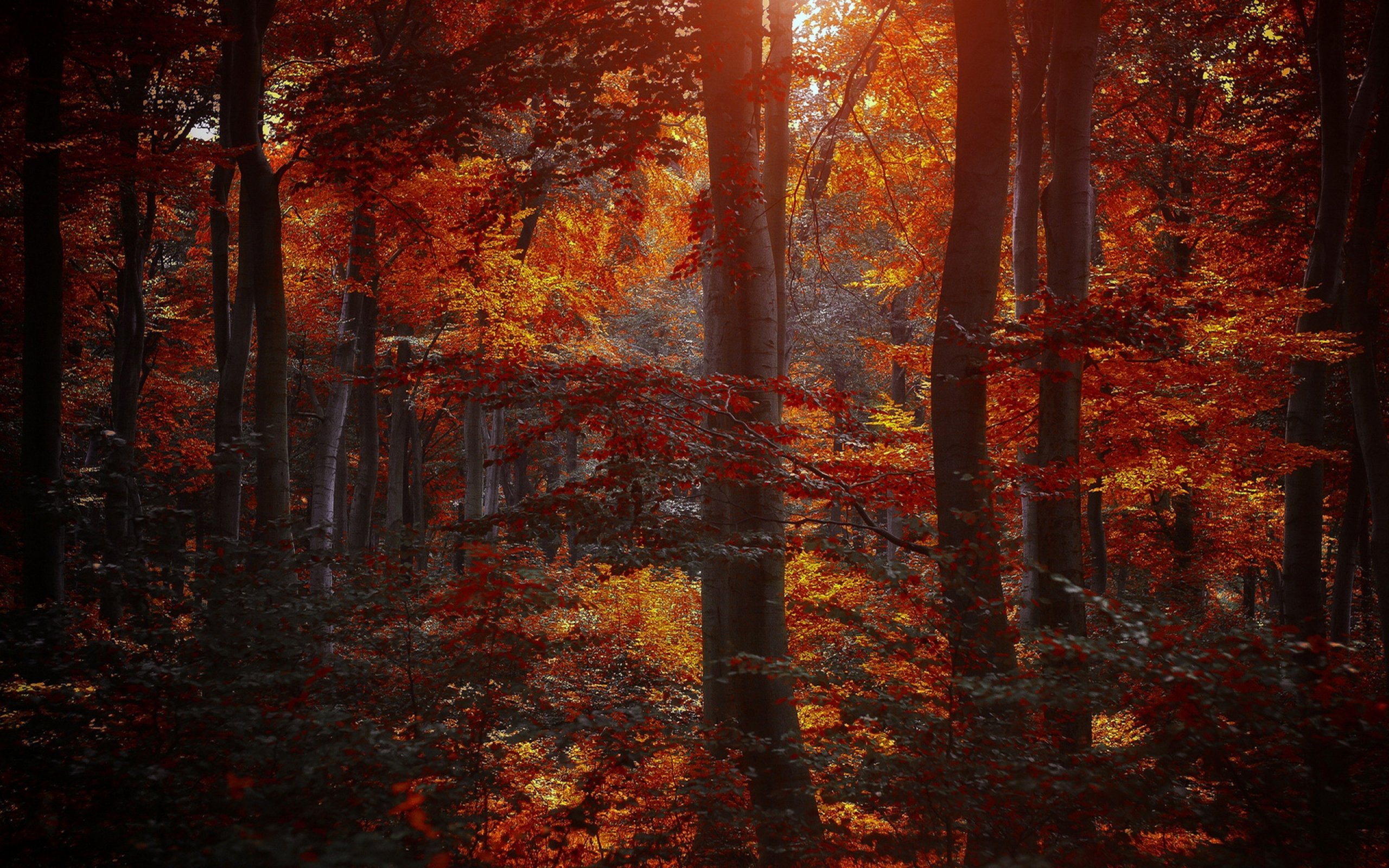 forest, Tree, Landscape, Nature, Autumn Wallpaper
