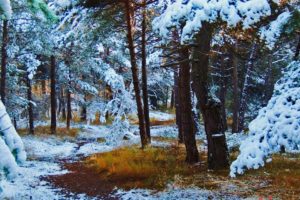 forest, Tree, Landscape, Nature, Winter