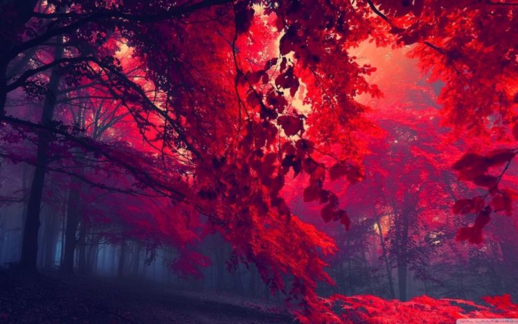 forest, Tree, Landscape, Nature, Autumn HD Wallpaper Desktop Background
