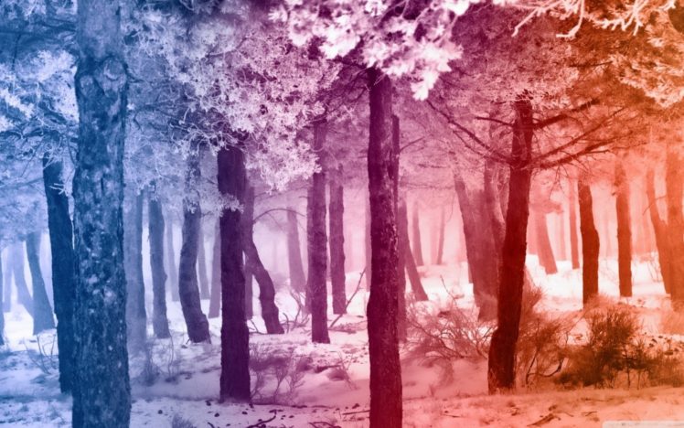forest, Tree, Landscape, Nature, Winter HD Wallpaper Desktop Background