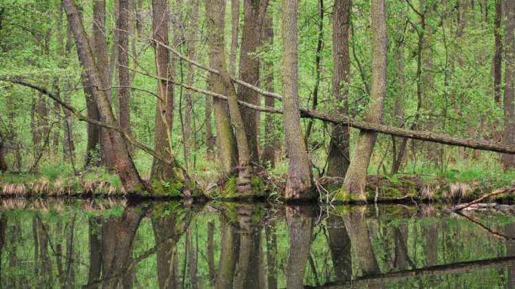 forest, Tree, Landscape, Nature, Lake, River HD Wallpaper Desktop Background