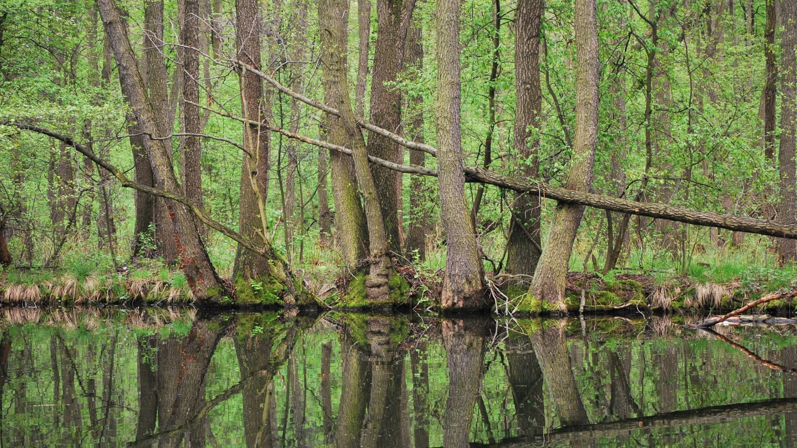 forest, Tree, Landscape, Nature, Lake, River Wallpaper