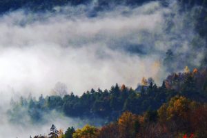 forest, Tree, Landscape, Nature, Autumn, Fog, Clouds