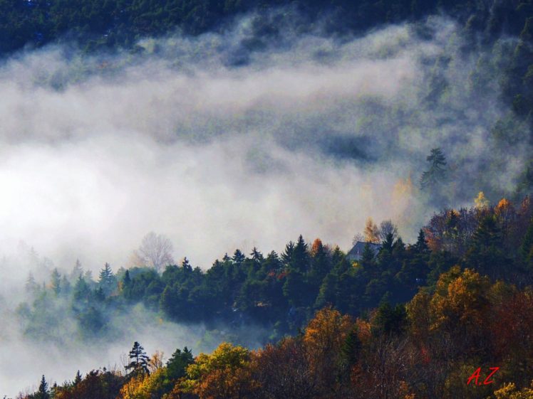 forest, Tree, Landscape, Nature, Autumn, Fog, Clouds HD Wallpaper Desktop Background