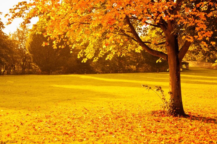 landscape, Autumn, Tree, Sunshine, Nature HD Wallpaper Desktop Background