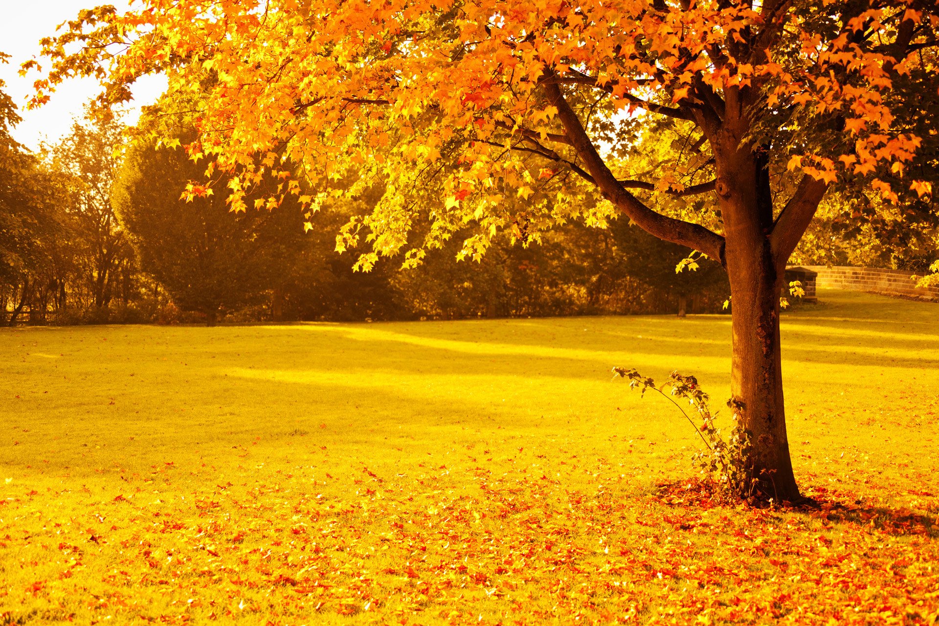 landscape, Autumn, Tree, Sunshine, Nature Wallpaper