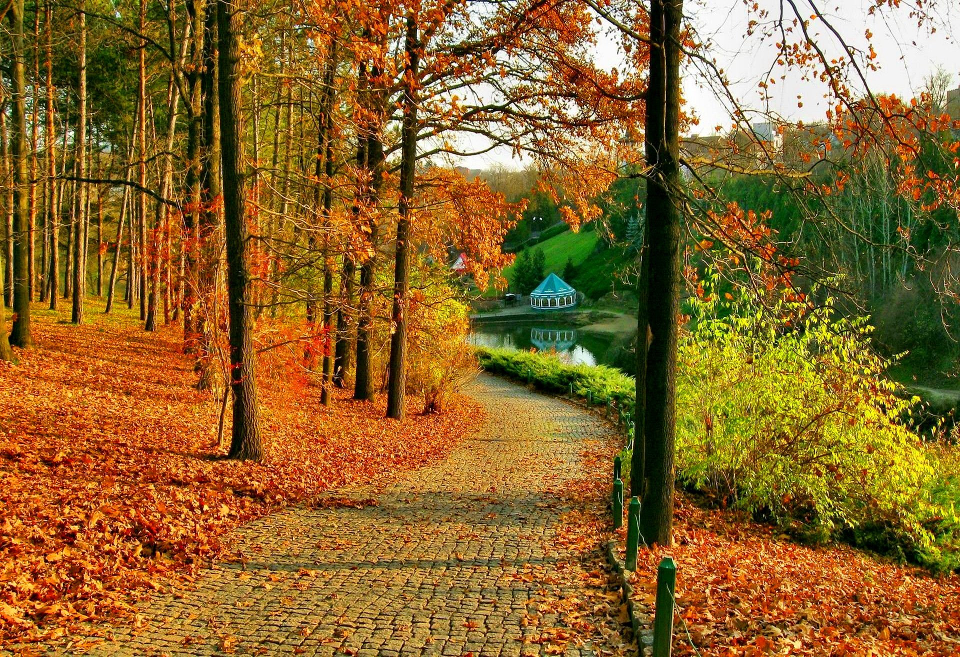 autumn in park nature Wallpaper
