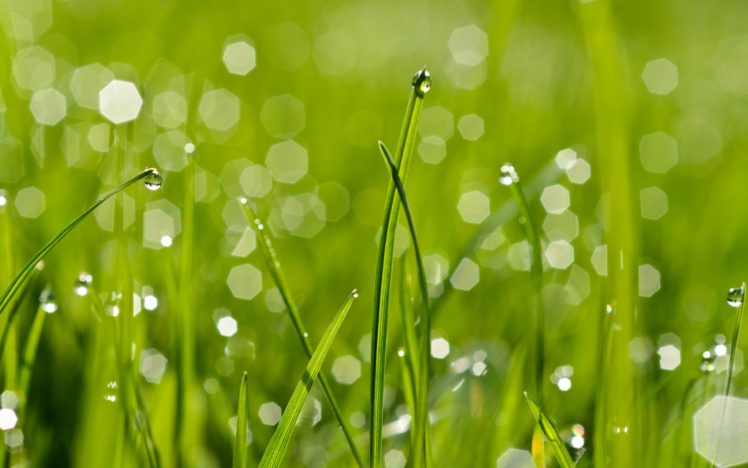 macro green grass nature water HD Wallpaper Desktop Background